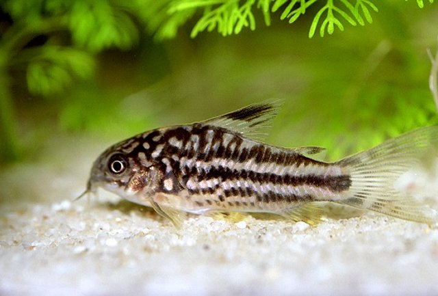 corydoras_nanus.jpg