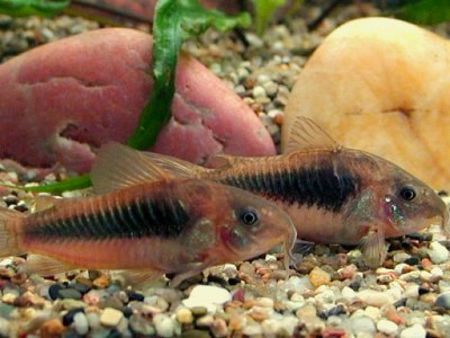 Corydoras_aeneus 2.jpg