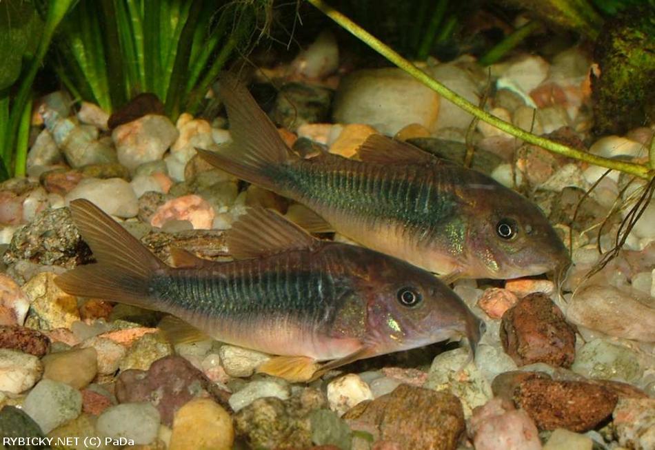 Corydoras_aeneus 3.jpg