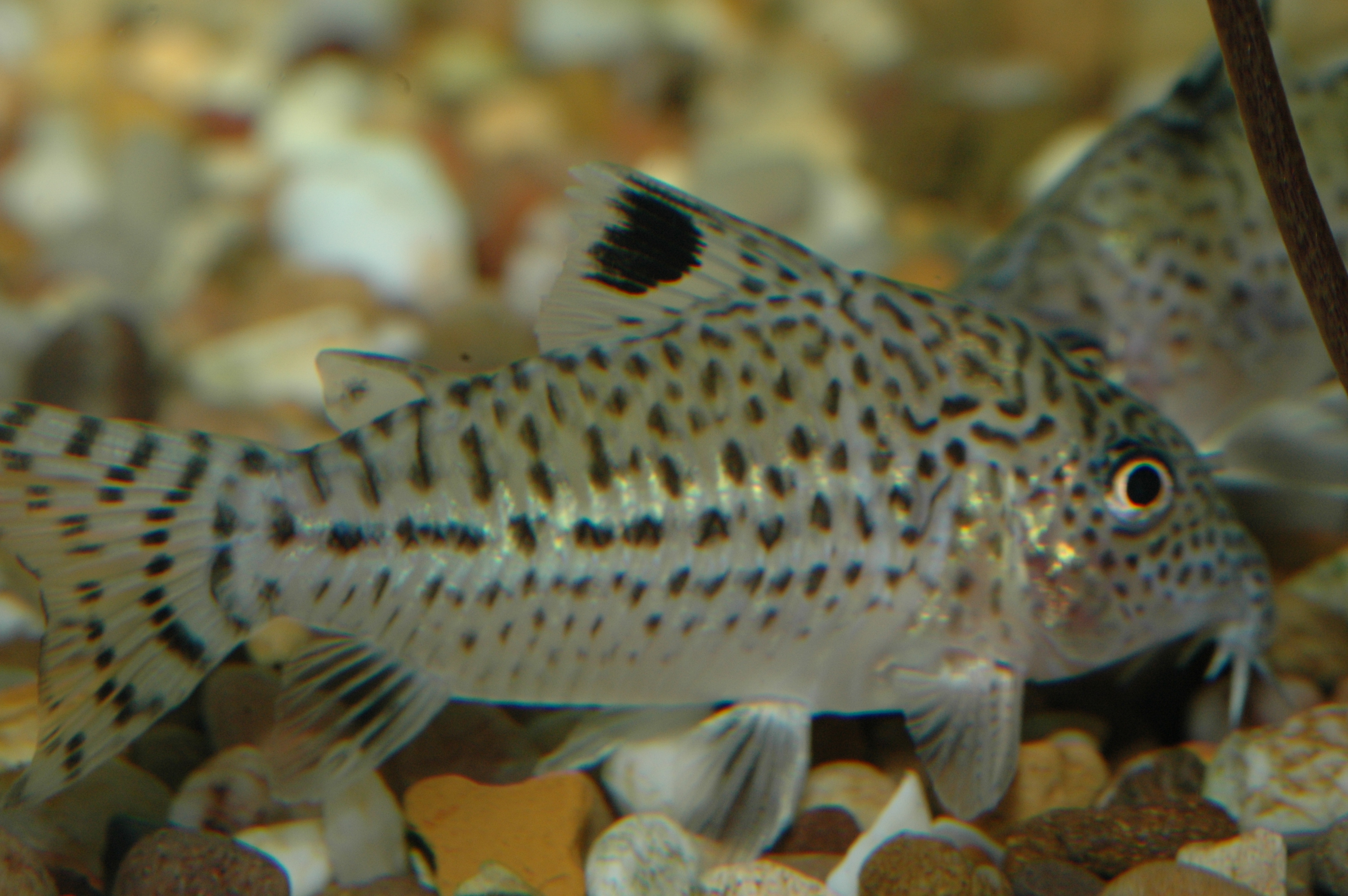 corydoras blochi blochi.JPG