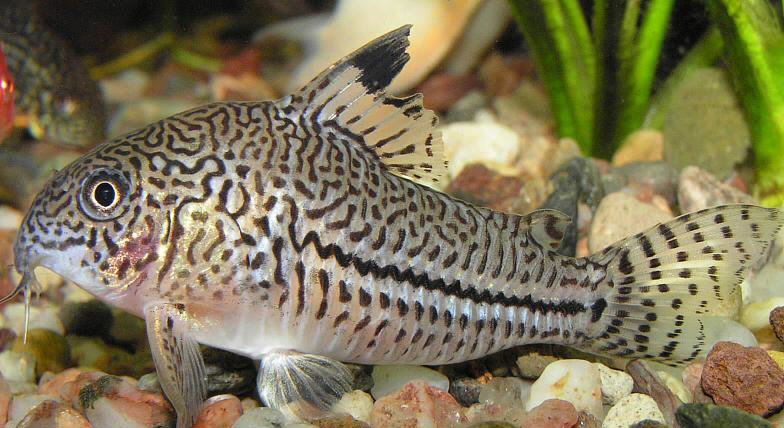 corydorasjulii.jpg